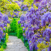 5 BLUE CHINESE WISTERIA Sinensis Ornamental Vine Climber Blue Violet Purple Flower Seeds