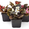 25 WAX MIXED BEGONIA Semperflorens Fibrous Mixed Colors Red Pink White Two Tone Shade Flower Seeds