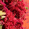 100 Organic RED HEAD QUINOA Grain Chenopodium Quinoa Pink & Red Heads - White Seeds