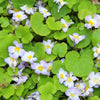 Kenilworth Ivy Seeds – (Ivy-Leaved Toadflax) Cymbalaria Muralis Vine Flower – photo 8