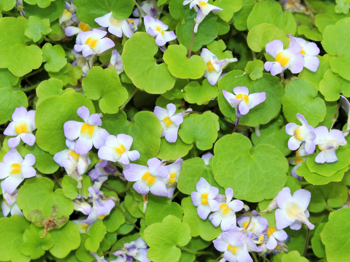 Kenilworth Ivy Seeds – (Ivy-Leaved Toadflax) Cymbalaria Muralis Vine Flower – photo 8