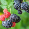 50 BLACK RASPBERRY Rubus Leucodermis Fruit Bush Vine Seeds