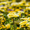 500 TIDY TIPS Layia Platyglossa Native Yellow & White Flower Seeds