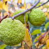 10 HEDGE APPLE Osage Orange Horse Apple Monkey Ball Maclura Pomifera Tree Seeds