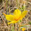 300 YELLOW BLAZING STAR Mentzelia Lindleyi Bartonia Evening Star Native Flower Seeds
