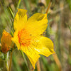300 YELLOW BLAZING STAR Mentzelia Lindleyi Bartonia Evening Star Native Flower Seeds