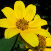 200 Yellow SWAMP MARIGOLD Bidens Aristosa Mutica Flower Seeds