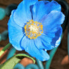 10 BLUE HIMALAYAN POPPY Tibetan Meconopsis Betonicifolia Flower Seeds