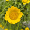 250 YELLOW DAISY Chrysanthemum Multicaule Mini Marguerite Flower Seeds