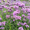 250 COMMON VERVAIN Verbena Officinalis European Herb Pink Purple Flower Seeds