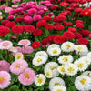 100 MIXED Colors ENGLISH DAISY Bellis Perennis Flower Seeds