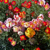 Mixed Colors California Poppy (Ballerina / Mission Bells) Eschscholzia Californica Flower Seeds – photo 2