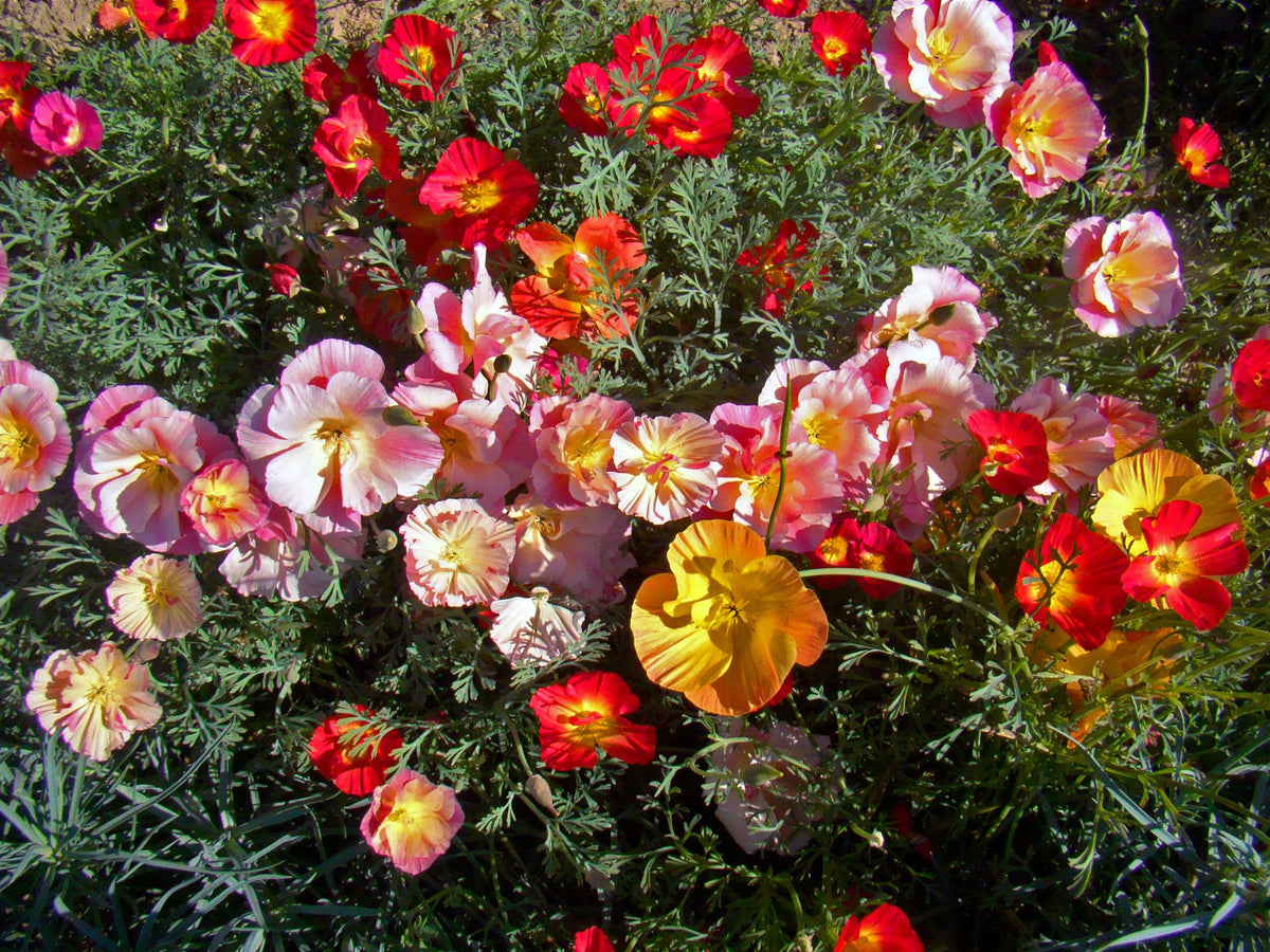 Mixed Colors California Poppy (Ballerina / Mission Bells) Eschscholzia Californica Flower Seeds – photo 2