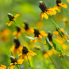 3000 CLASPING CONEFLOWER Rudbeckia Amplexicaulis Yellow Flower Seeds