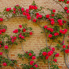 5 RED CLIMBING ROSE Rosa Bush Vine Climber Fragrant Butterfly Flower Seeds