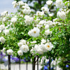 5 WHITE CLIMBING ROSE Rosa Bush Vine Climber Fragrant Butterfly Flower Seeds