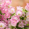 200 Rose Pink CANTERBURY BELLS - CAMPANULA Medium Flower Seeds