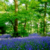 10 WOOD HYACINTH Mixed Colors English Woodland Spanish Bluebell Scilla Campanulata Hyacinthoides Hispanica Pink Purple White Flower Seeds