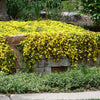 100 Gelato YELLOW ICE PLANT Mesembryanthemum Daisy Livingstone Succulent Flower Seeds