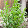100 TARRAGON -  Kitchen / Common / Dragons Wort - Artemisia Dracunculus Flower Culinary Herb Seeds
