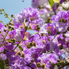 50 MIXED CREPE MYRTLE Lagerstroemia Indica Tree Shrub Crape  6 Color Mix - Red, Purple, Light Pink, Dark Pink, White, & Lilac Flower Seeds