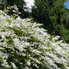 35 EUROPEAN PRIVET HEDGE Common Wild Ligustrum Vulgare Flower Shrub Seeds