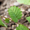 500 SALAD BURNET Sanguisorba Minor Edible Greens Vegetable Herb Flower Seeds