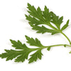 1000 COMMON MUGWORT Artemisia Vulgaris Wild Wormwood Herb Yellow Red Flower Seeds