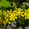 20 GOLDEN CURRANT SHRUB Black Fruit Yellow Flower Ribes Chrysobotrya Aurea Seeds