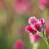 20 RED PUSSYTOES Antennaria Dioica Rubra Everlasting Flower Seeds