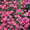 Cottage Pinks Seeds – (Garden, Laced, or Feathered Pink) Dianthus Plumarius Flower – photo 13