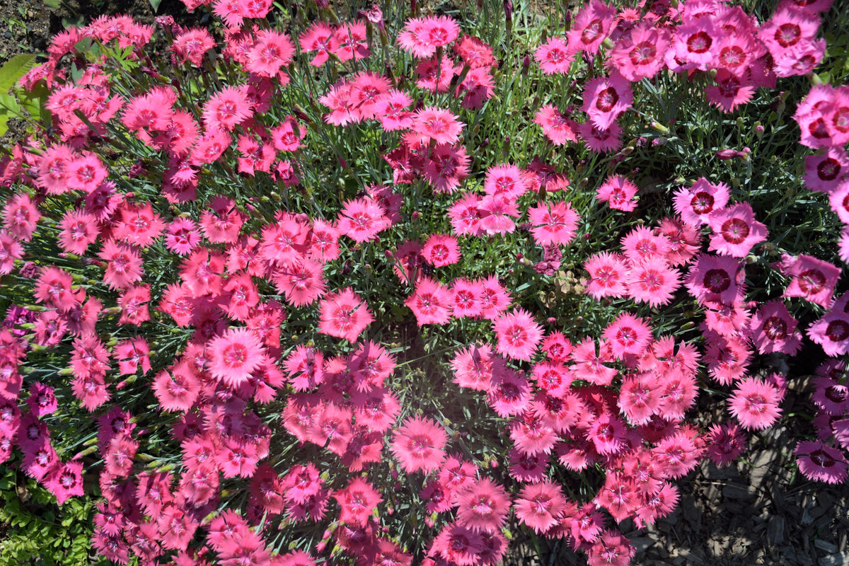 Cottage Pinks Seeds – (Garden, Laced, or Feathered Pink) Dianthus Plumarius Flower – photo 13
