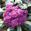 25 PURPLE CAULIFLOWER Violet Queen Brassica Oleracea Botrytis Vegetable Seeds