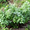 50 LOVAGE Levistucum Officinale - Flavor like celery & anise - Herb Flower Seeds