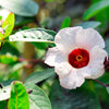 50 ROSELLE HIBISCUS Sabdariffa Rosella Fruit White & Red Flower Seeds