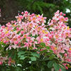 5 PINK SHOWER TREE Cassia Javanica aka Rainbow Shower & Apple Blossom Tree Two Tone Pink, White, Yellow Flower Seeds