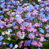 100 Mixed FORGET ME NOT Pink Blue White Mix Myosotis Alpestris Flower Seeds *Flat Shipping