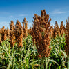 Mennonite Sorghum Seeds – Sugar Cane Sorghum Bicolor Grain Vegetable – photo 2