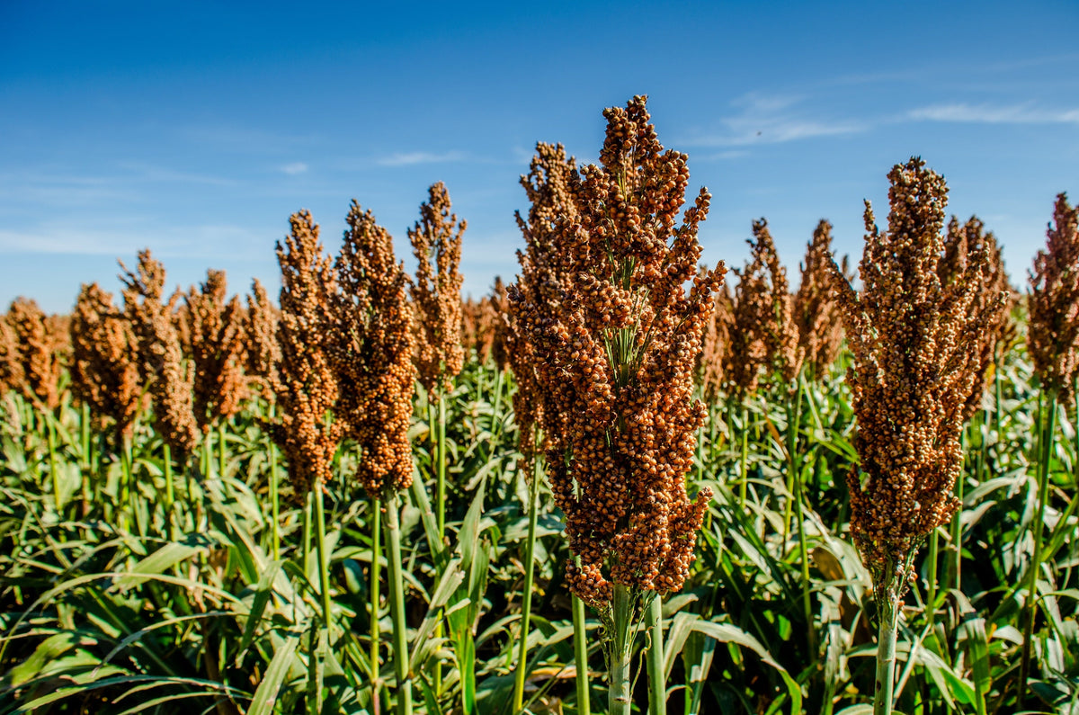 Mennonite Sorghum Seeds – Sugar Cane Sorghum Bicolor Grain Vegetable – photo 2