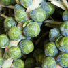 1000 Long Island IMPROVED BRUSSEL SPROUTS Brassica Oleracea Gemmifera Vegetable Seeds