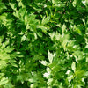 50 LOVAGE Levistucum Officinale - Flavor like celery & anise - Herb Flower Seeds
