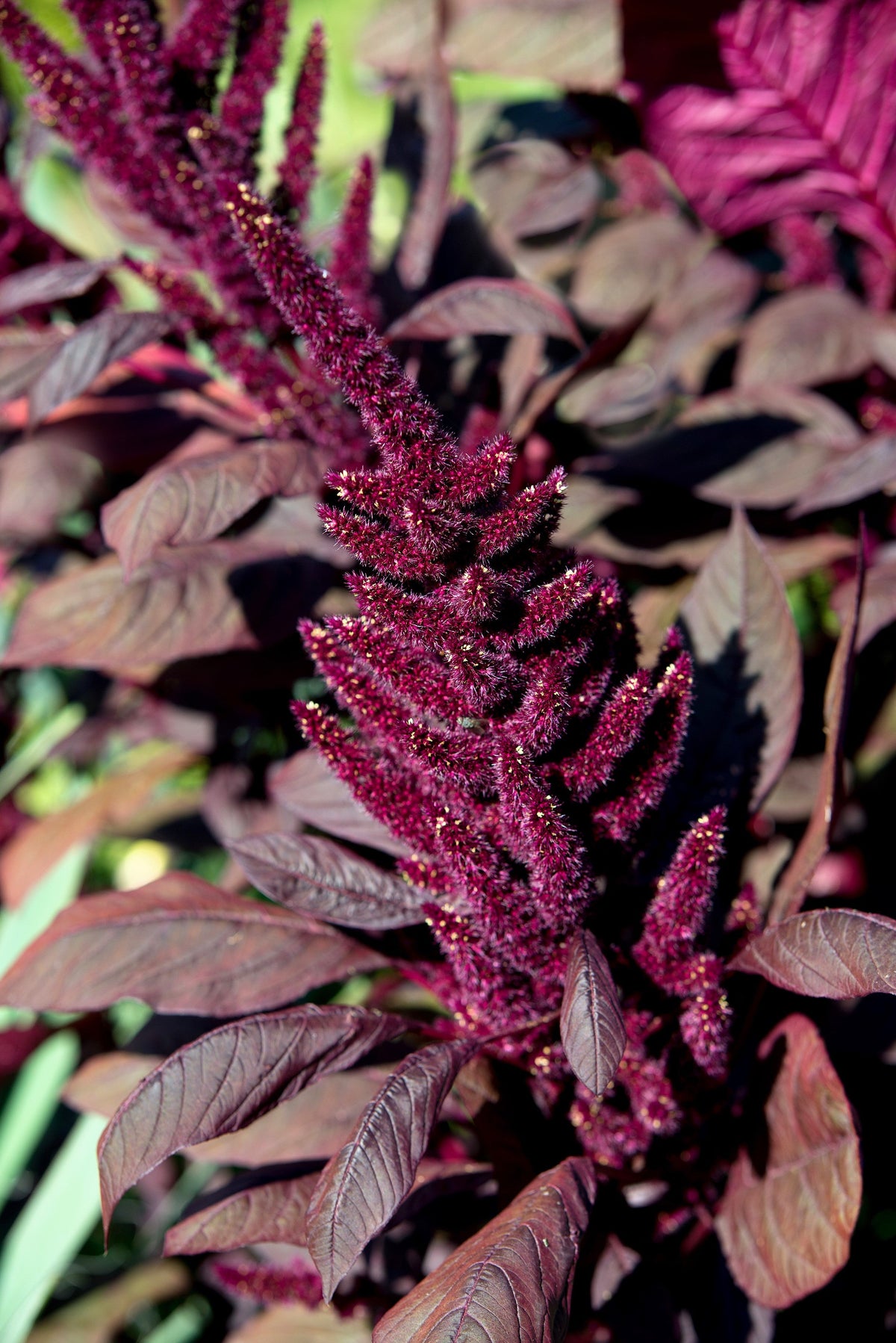 Burgundy Amaranthus Seeds – Hypochondriacus Amaranth Grain Vegetable Flower