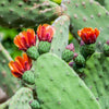 10 Orange PRICKLY PEAR CACTUS Nopal Indian Fig Opuntia Ficus-Indica Fruit Flower Seeds