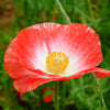 Mixed Colors Shirley Poppy (