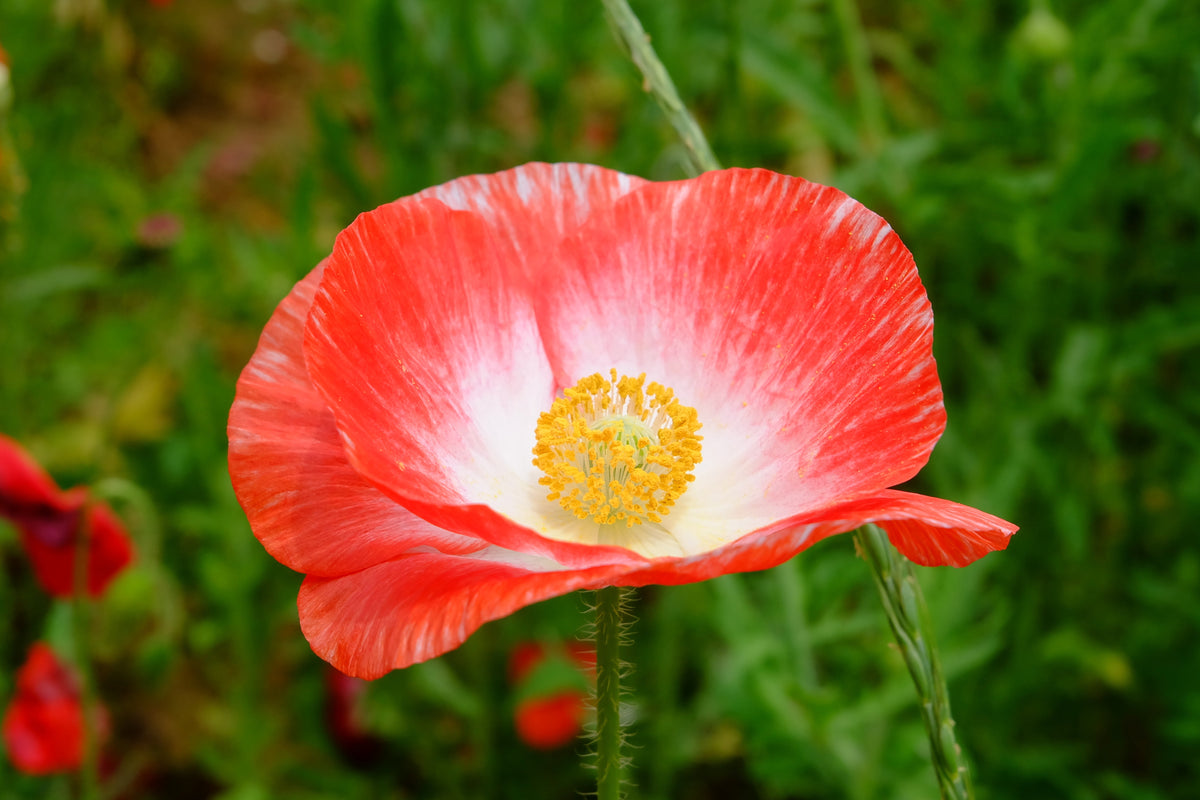 Mixed Colors Shirley Poppy (