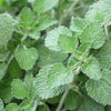100 White HOREHOUND Marrubium Vulgare Herb Flower Seeds
