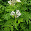 20 SWEET CICELY Myrrhis Odorata Herb Fragrant Flower Licorice Flavor Seeds
