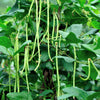 30 YARD LONG BEAN Asparagus Bean Cowpea Phaseolus Vulgaris Vegetable Seeds