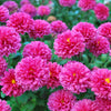 50 Mixed Colors INDIAN CHRYSANTHEMUM Indicum Hardy Mum Double Red Yellow Pink Orange Purple Bicolor Flower Seeds