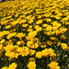 250 YELLOW DAISY Chrysanthemum Multicaule Mini Marguerite Flower Seeds